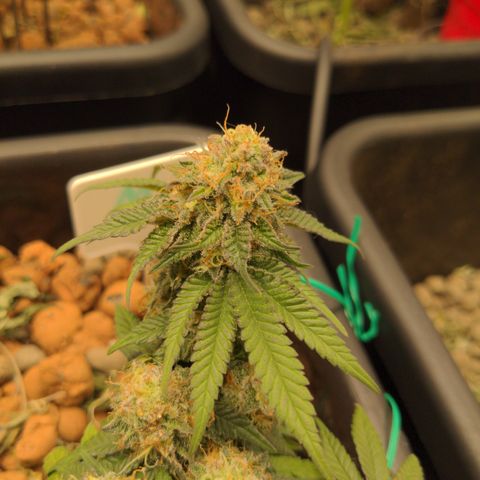 Mo growlog timeline photo