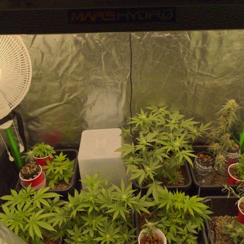 Bubba growlog timeline photo