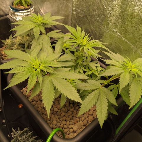 Bubba growlog timeline photo
