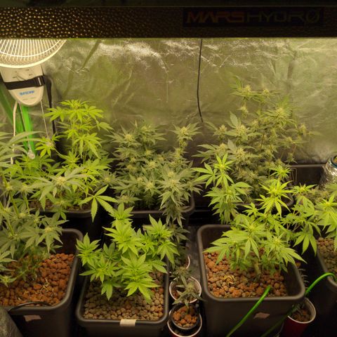 Bubba growlog timeline photo