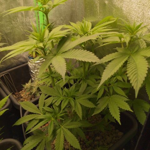 Bubba growlog timeline photo