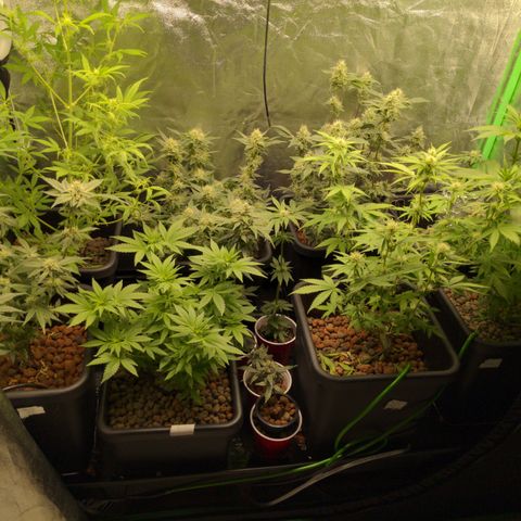 Bubba growlog timeline photo