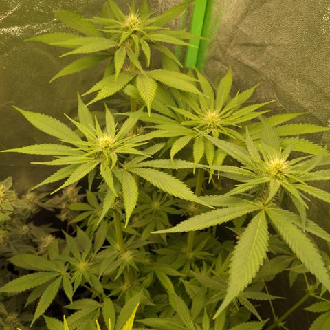 Bubba growlog timeline photo
