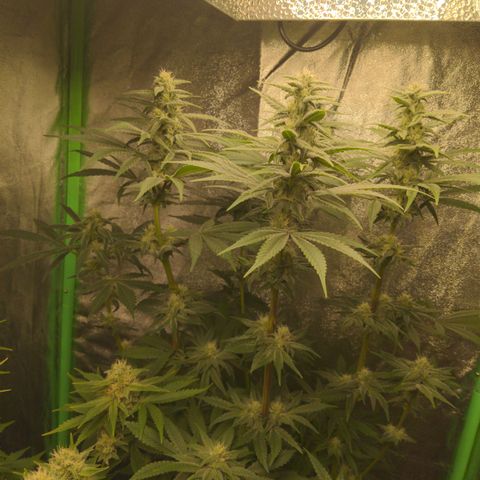 Bubba growlog timeline photo