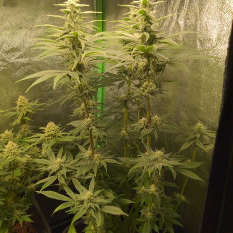 Bubba growlog timeline photo