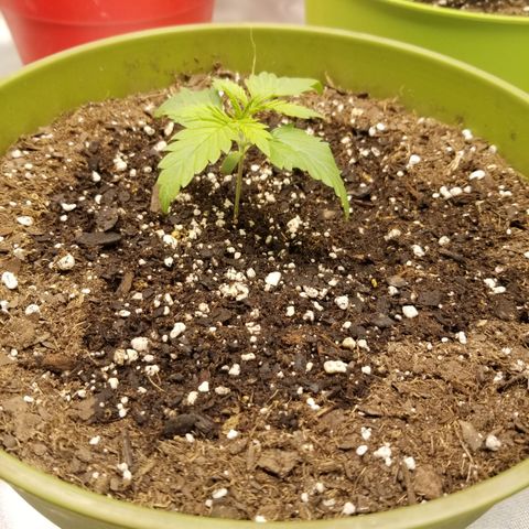 Monster Fingers #5 growlog timeline photo