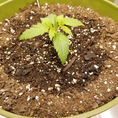 Monster Fingers #5 growlog timeline photo