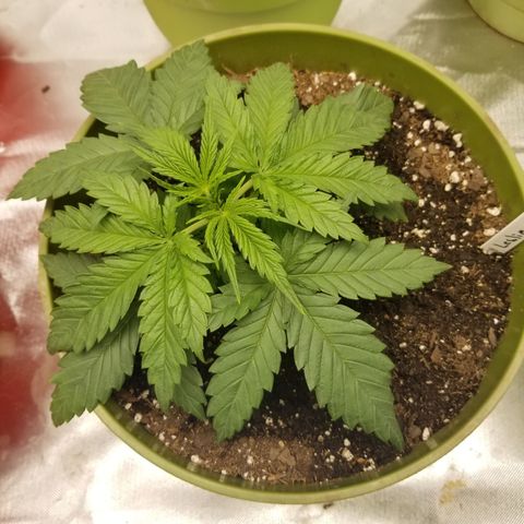 Monster Fingers #5 growlog timeline photo