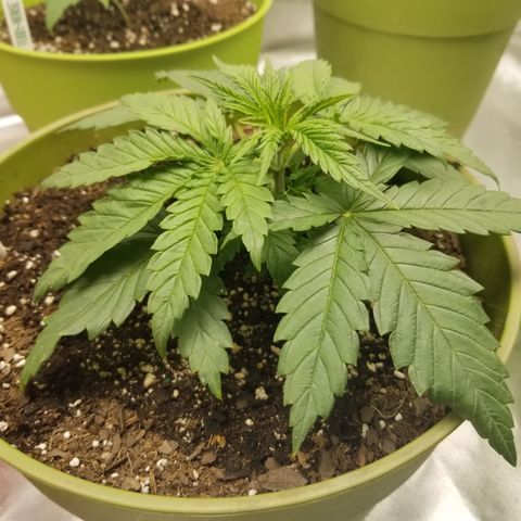 Monster Fingers #5 growlog timeline photo