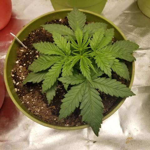 Monster Fingers #5 growlog timeline photo