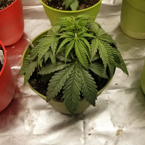 Monster Fingers #5 growlog timeline photo