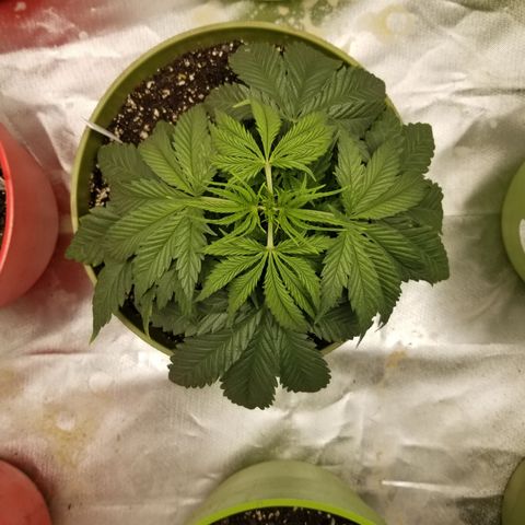 Monster Fingers #5 growlog timeline photo
