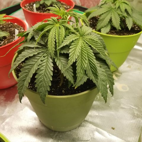 Monster Fingers #5 growlog timeline photo