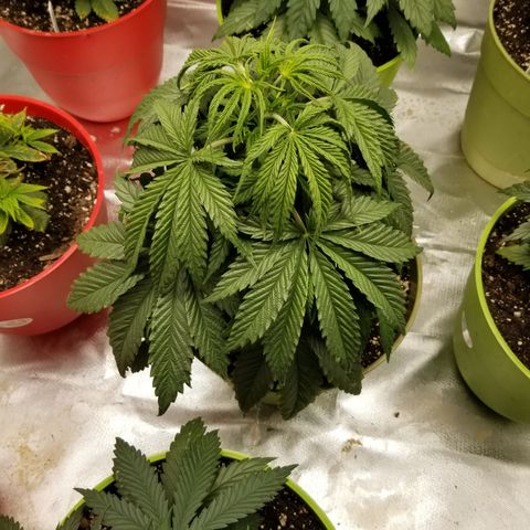 Monster Fingers #5 growlog timeline photo