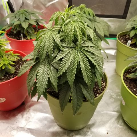 Monster Fingers #5 growlog timeline photo