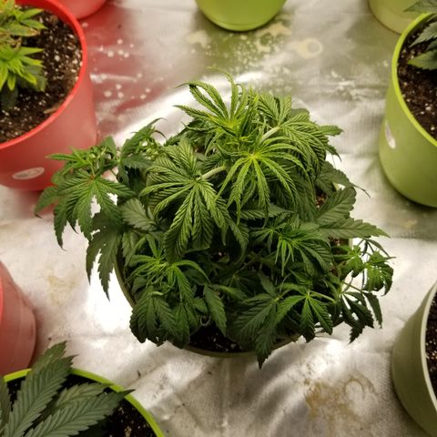 Monster Fingers #5 growlog photo: After defoliation
