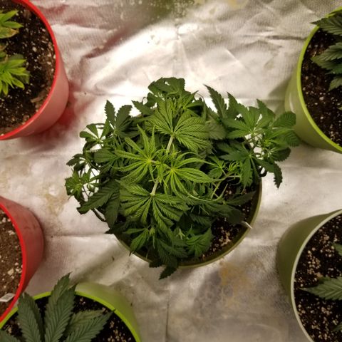 Monster Fingers #5 growlog timeline photo