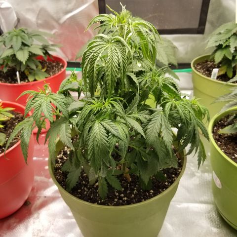 Monster Fingers #5 growlog timeline photo