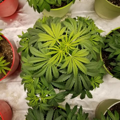 Monster Fingers #5 growlog timeline photo
