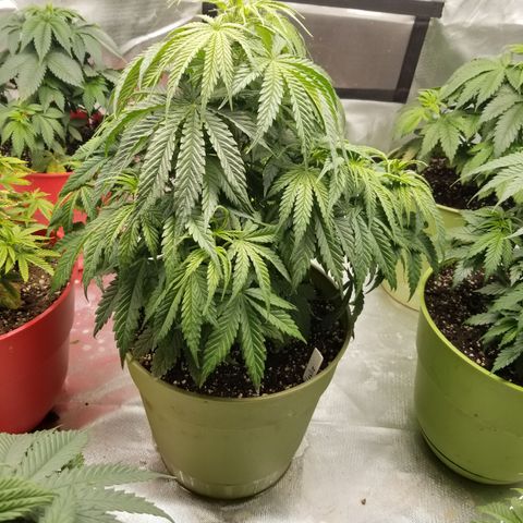 Monster Fingers #5 growlog timeline photo