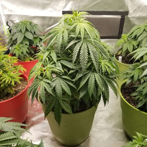 Monster Fingers #5 growlog timeline photo