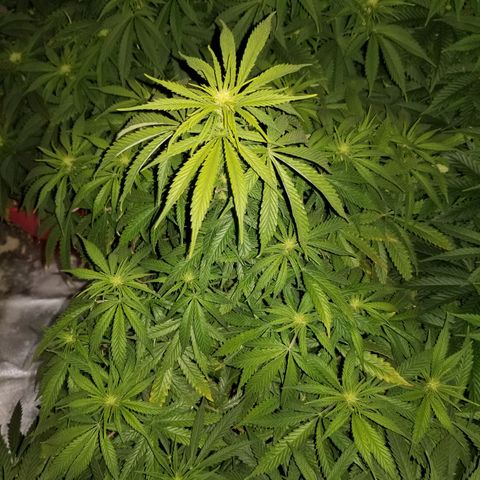 Monster Fingers #5 growlog timeline photo
