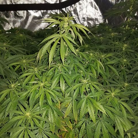 Monster Fingers #5 growlog timeline photo
