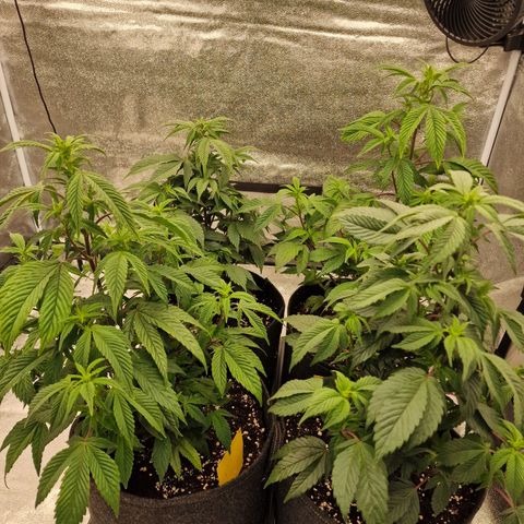 Fat Bastard growlog timeline photo