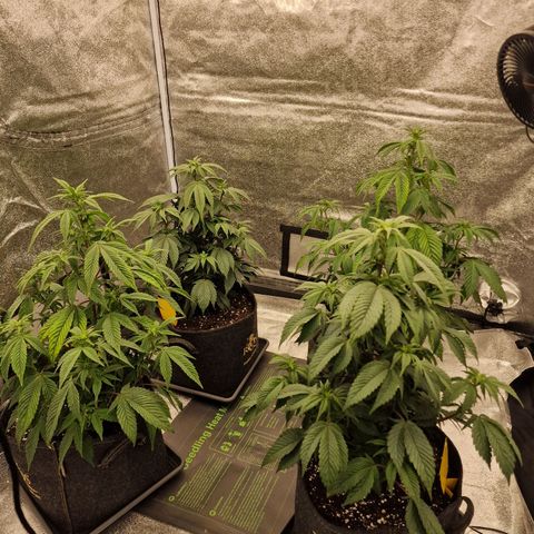 Fat Bastard growlog timeline photo