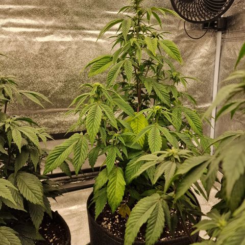 Fat Bastard growlog timeline photo