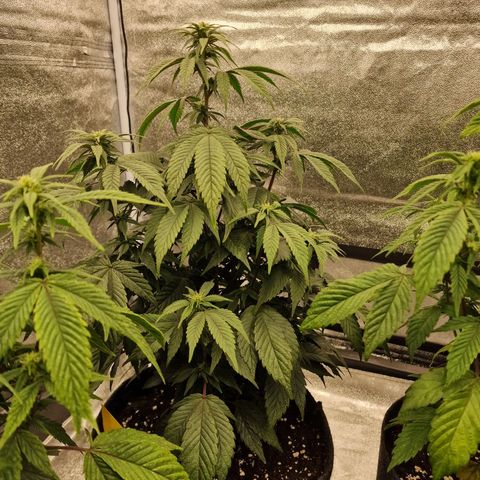 Fat Bastard growlog timeline photo