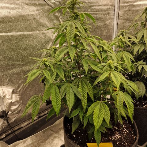 Fat Bastard growlog timeline photo