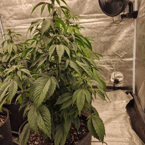 Fat Bastard growlog timeline photo