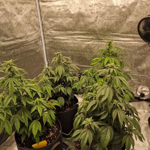 Fat Bastard growlog timeline photo