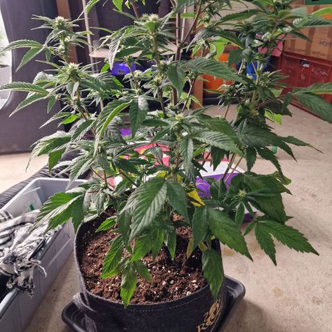 Fat Bastard growlog timeline photo