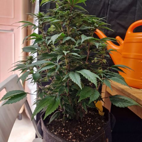 Fat Bastard growlog timeline photo