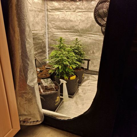 Fat Bastard growlog timeline photo