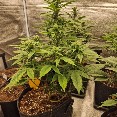 Fat Bastard growlog timeline photo