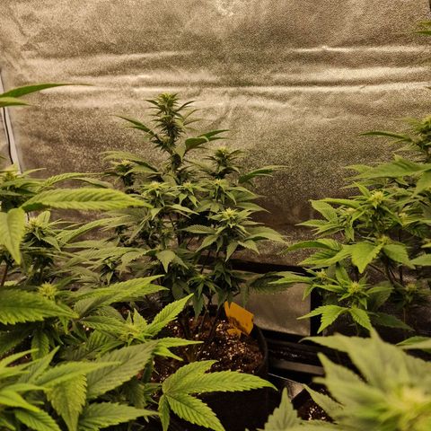 Fat Bastard growlog timeline photo
