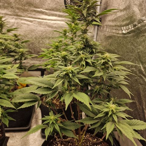 Fat Bastard growlog timeline photo