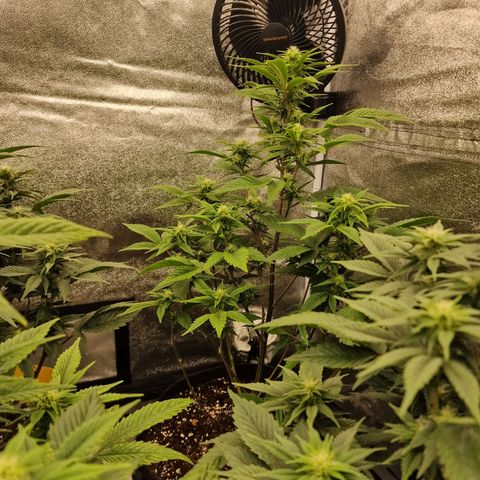 Fat Bastard growlog timeline photo