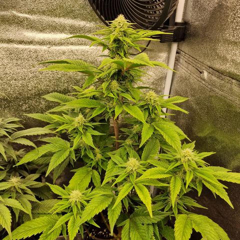 Fat Bastard growlog timeline photo