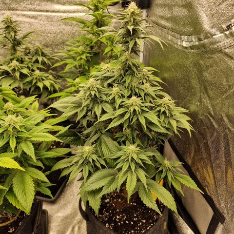 Fat Bastard growlog timeline photo