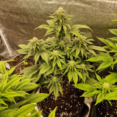 Fat Bastard growlog timeline photo