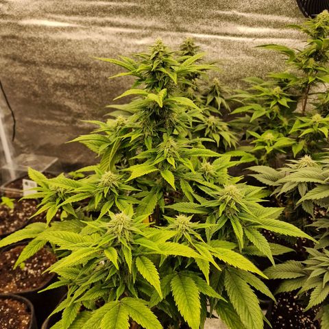 Fat Bastard growlog timeline photo