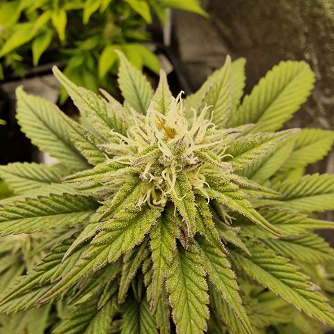 Fat Bastard growlog timeline photo