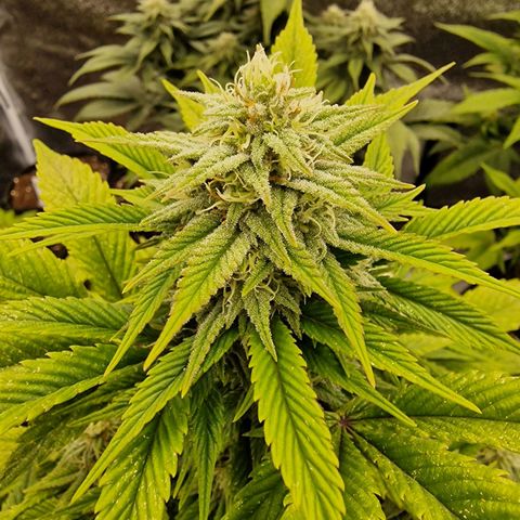 Fat Bastard growlog timeline photo
