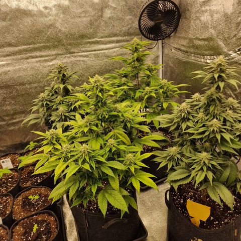 Fat Bastard growlog timeline photo