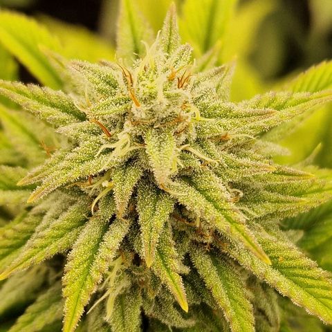 Fat Bastard growlog timeline photo