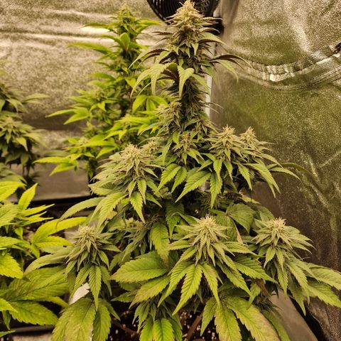 Fat Bastard growlog timeline photo